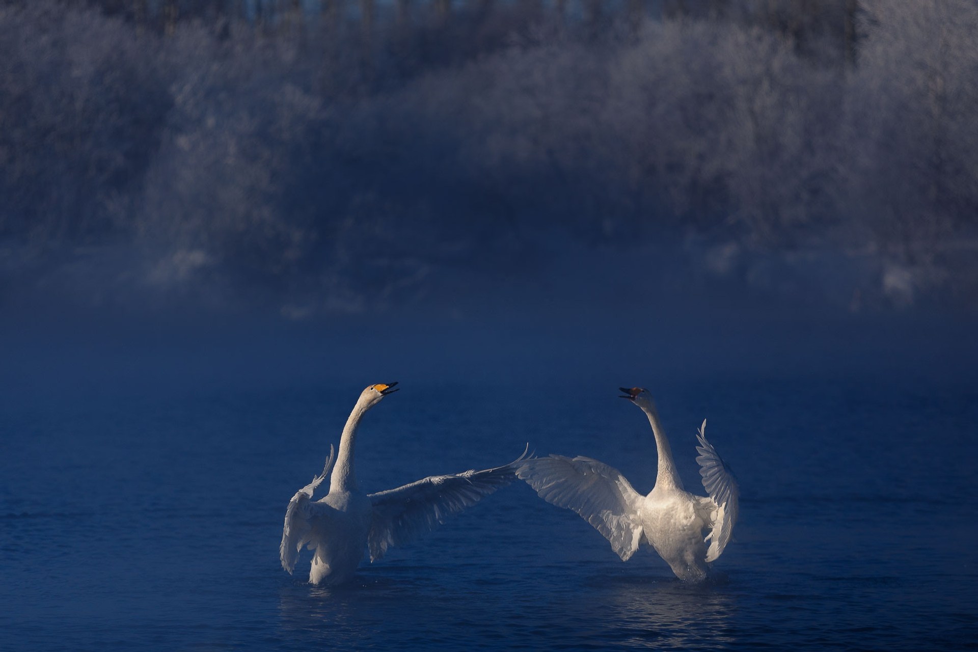 Уставшие лебеди слушать. Лебединое озеро 2022. Коршун Лебединое озеро. Лебединое озеро 2023. Лебединое озеро белый лебедь.