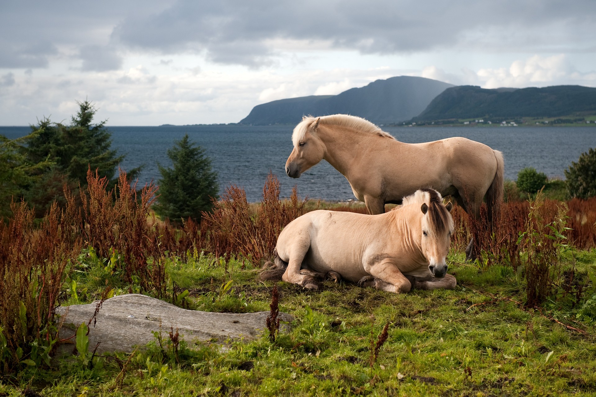 Природа дом животных. Норвежская фьордская лошадь. Лошади породы Фьорд. Норвежский Фьорд порода лошадей. Фьордская порода лошадей.