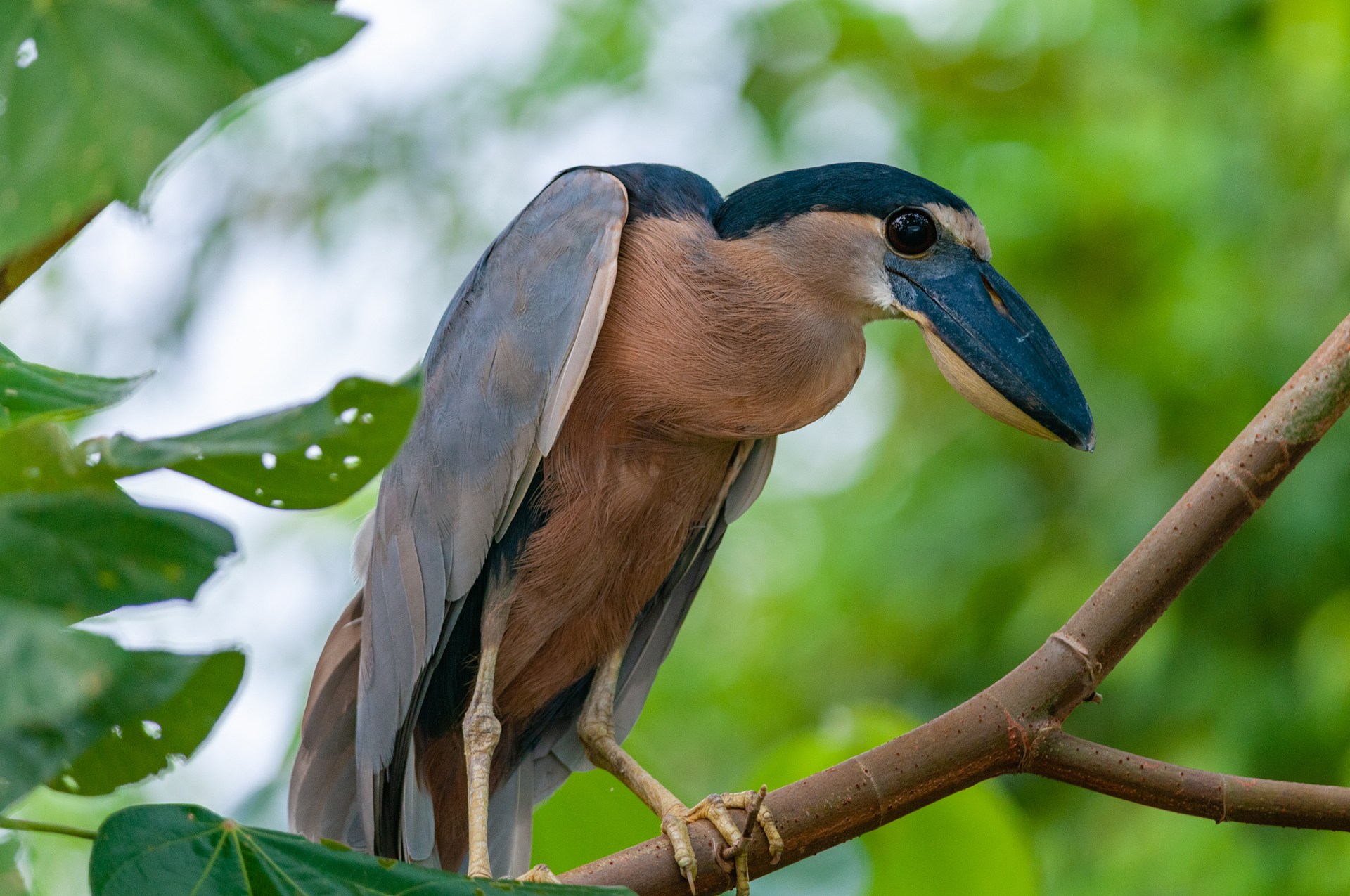 Зонтичная птица. Цапля челноклюв. Эквадорская зонтичная птица. Черноклюв птица. Ночная цапля Коста Рика.